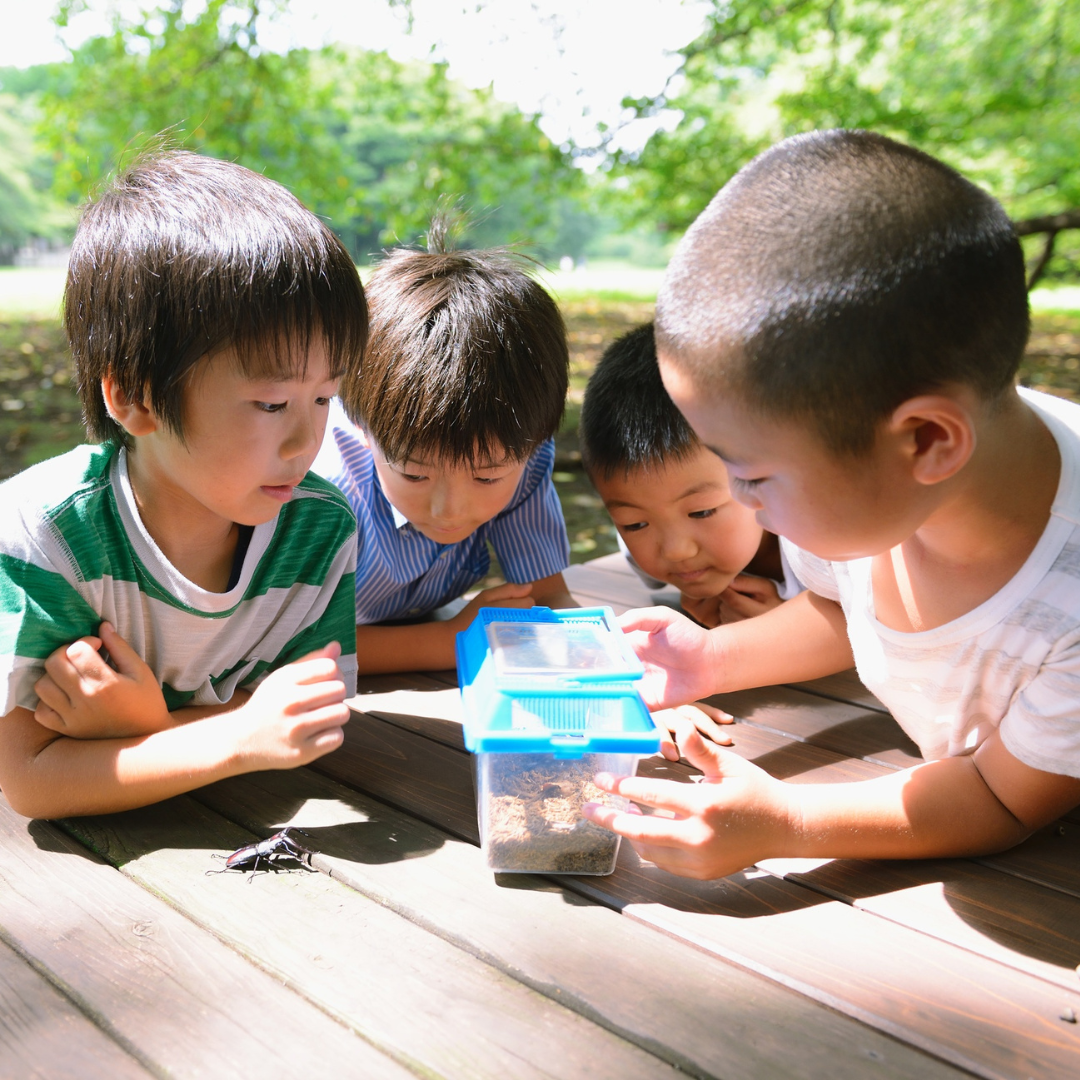 Four children outside on a sunny day, looking inside plastic terrarium