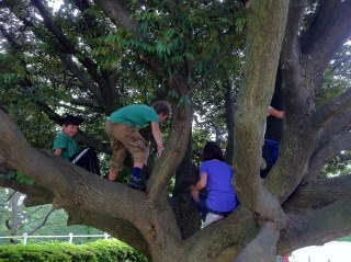 Four school age children climbing on a tree with large branches